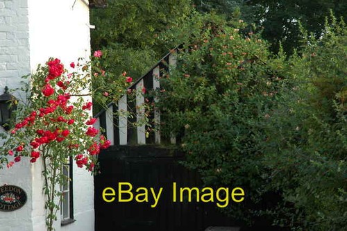 Photo 6x4 honeysuckle covered - photo,
